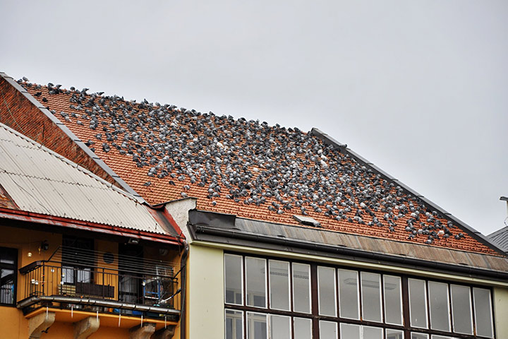 A2B Pest Control are able to install spikes to deter birds from roofs in Dewsbury. 