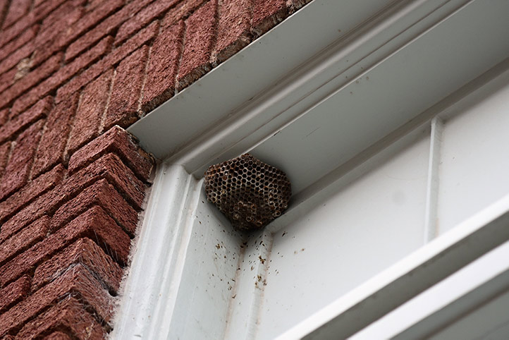We provide a wasp nest removal service for domestic and commercial properties in Dewsbury.